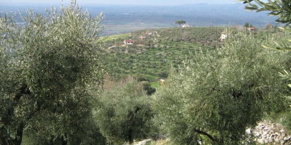 Itrana, -60% di produzione in provincia di Latina. “L’olio sarà poco ma buono”